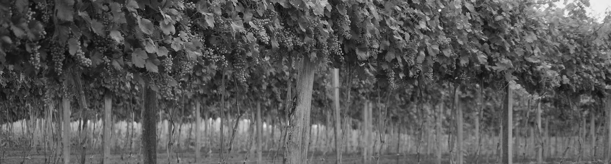 Szőlőink - Gedeon Birtok